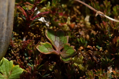 Ranunculus verticillatus