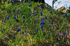 Muscari