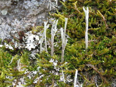 Cladonia subulata