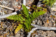 Aciphylla dissecta