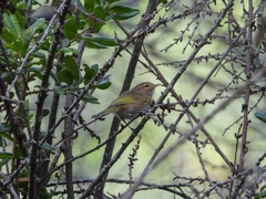 Phylloscopus umbrovirens
