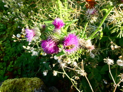 Carduus crispus