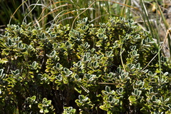 Brachyglottis bidwillii