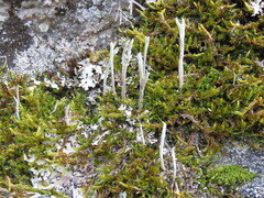 Cladonia subulata