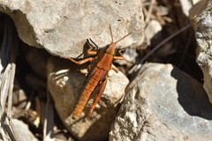 Sigaus piliferus