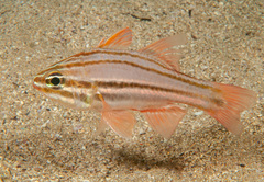 Ostorhinchus limenus