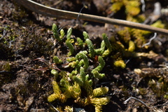 Kelleria dieffenbachii