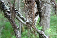 Bryocaulon pseudosatoanum