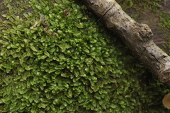 Calypogeia integristipula
