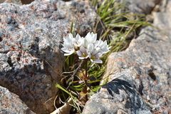 Gentianella montana
