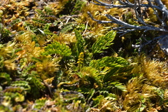 Aciphylla dissecta