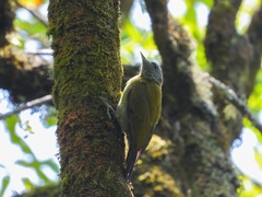 Chloropicus spodocephalus