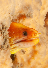 Gymnothorax prasinus