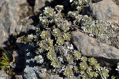 Leucogenes leontopodium