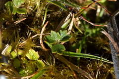 Ranunculus verticillatus