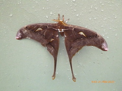 Coscinocera hercules