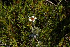 Leucogenes leontopodium