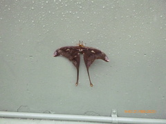 Coscinocera hercules