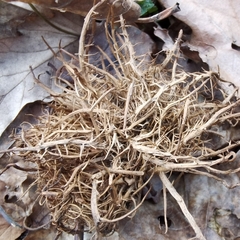 Andricus caputmedusae