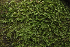Calypogeia integristipula