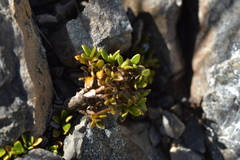 Coprosma perpusilla