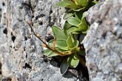 Celmisia hieraciifolia