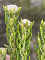 Phylica comosa