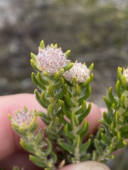 Phylica comosa