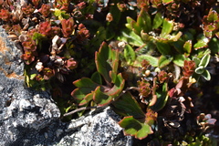 Ranunculus verticillatus