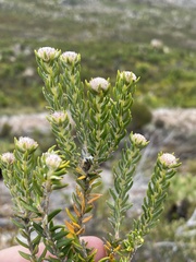 Phylica comosa