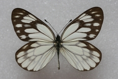 Aporia kanekoi