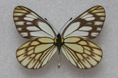 Aporia kanekoi