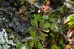 Ranunculus verticillatus