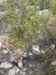 Phylica comosa