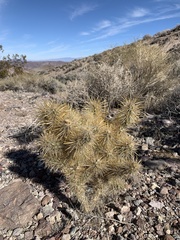 Cylindropuntia echinocarpa