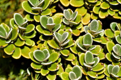 Brachyglottis bidwillii