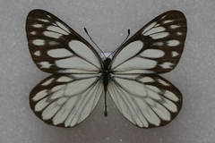 Aporia kanekoi