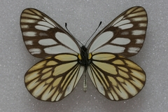 Aporia kanekoi