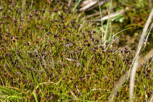 Antarctic rush (Juncus antarcticus)