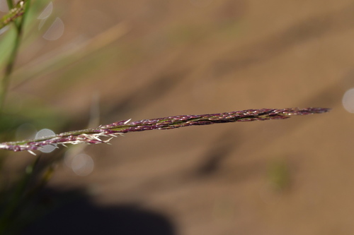 Agrostis dyeri observed 2023-02-19