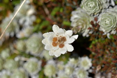 Leucogenes leontopodium