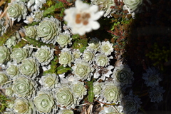 Leucogenes leontopodium