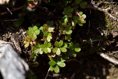 Oxalis magellanica