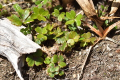 Oxalis magellanica