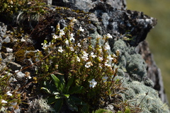 Euphrasia cuneata