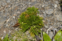 Aciphylla dissecta