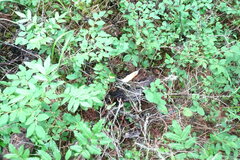 Vaccinium uliginosum