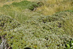 Brachyglottis bidwillii