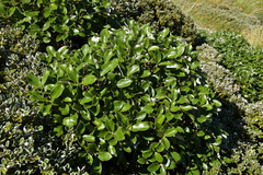 Macrolearia colensoi