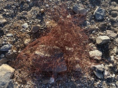 Eriogonum rixfordii